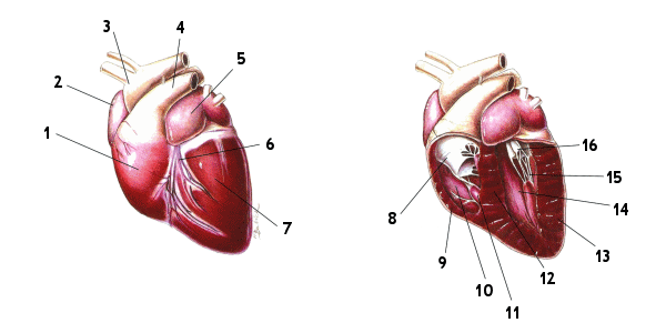 Les pathologies cardiaques du chien