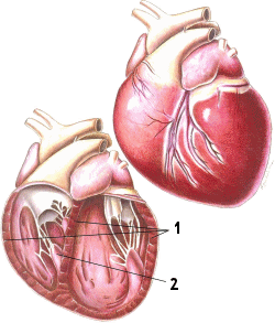 Cardiopathies acquises du chien