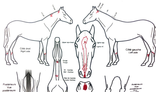 Identification des chevaux