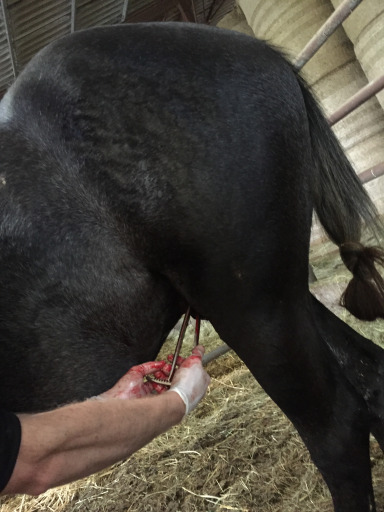 Castration sur cheval debout