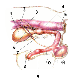 Les pathologies anales chez le chien