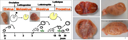 Cycle oestral de la vache
