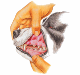 Examen dentaire du chien