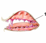 Plaque dentaire