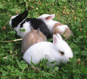 Lapins