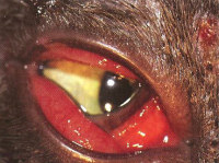 Localisation de la rougeur sur l'oeil du chien