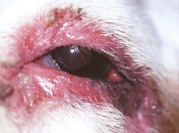 Localisation de la rougeur sur l'oeil du chien