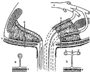 Anatomie du nombril