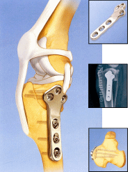 L'orthopédie du chien