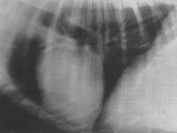 Radiographie du coeur du chien