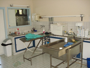 Chirurgie vétérinaire